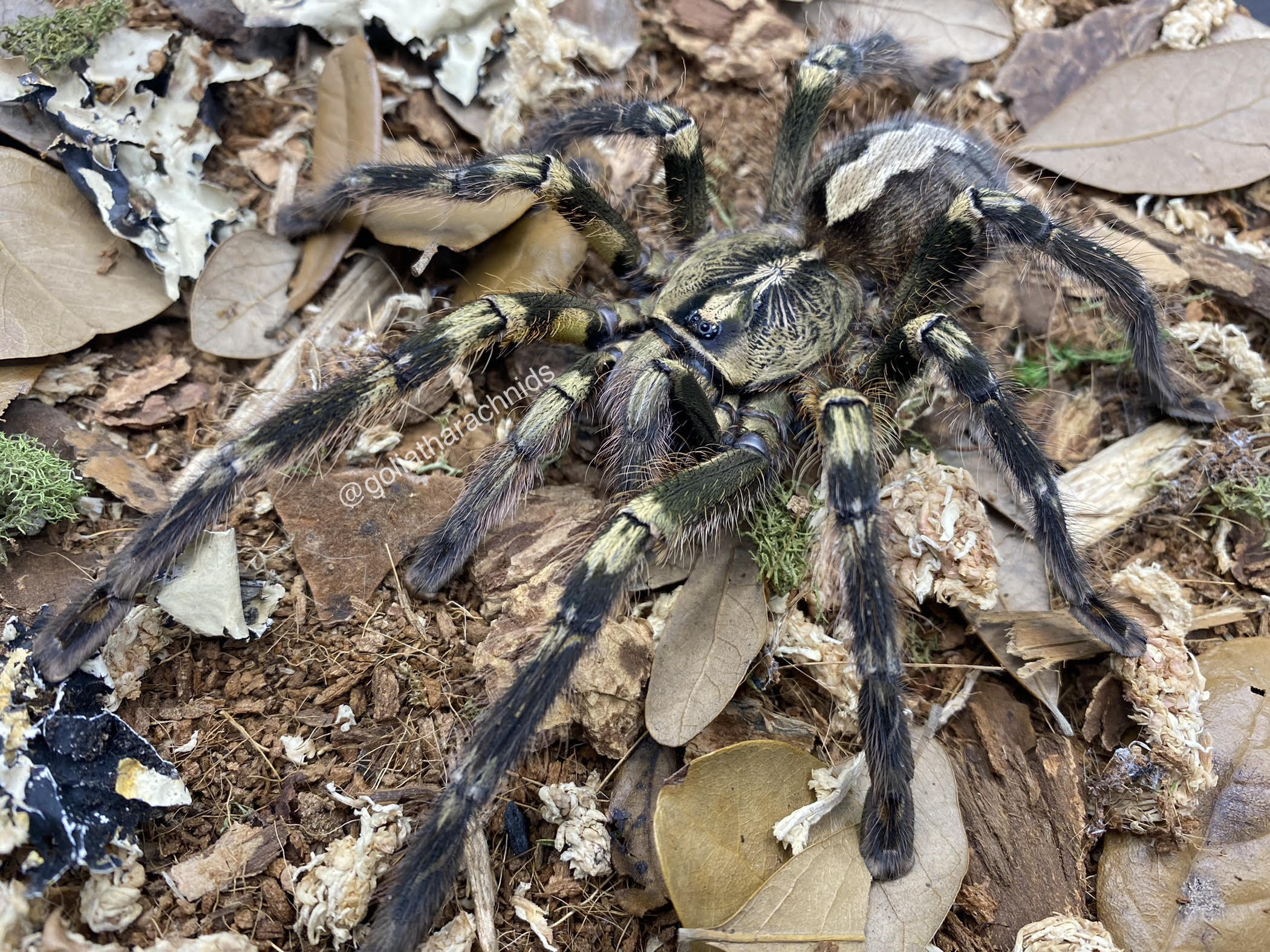 Poecilotheria ornata – Fringed Ornamental Tarantula | Stunning Yellow-Fringed Beauty | Live Arrival Guarantee