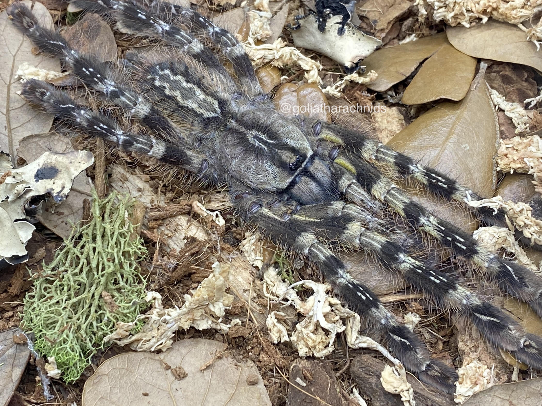 Poecilotheria striata – Mysore Ornamental Tarantula | Striking Striped Beauty | Live Arrival Guarantee