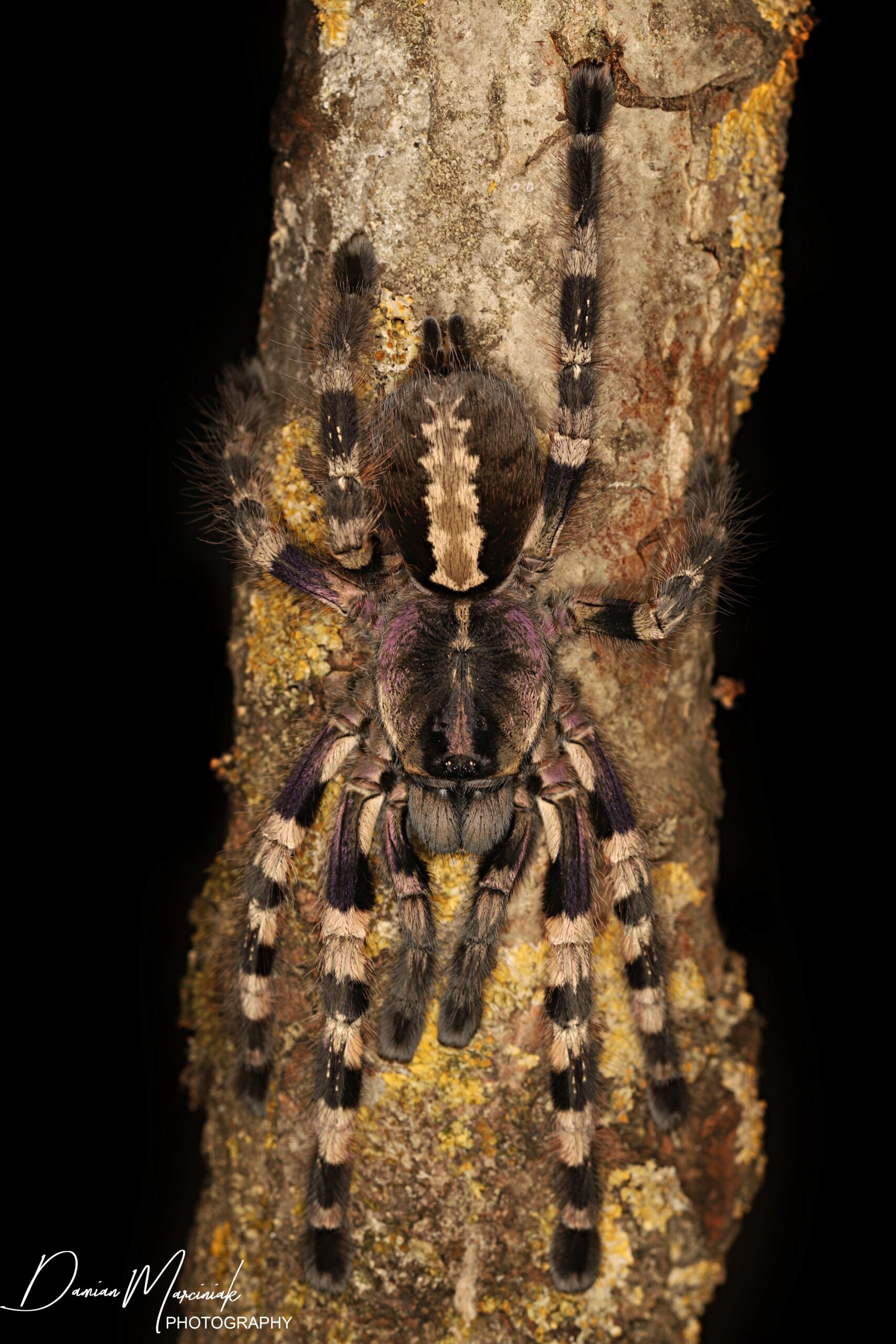 Poecilotheria tigrinawesseli – Wessel's Tiger Ornamental | Old World | Live Arrival Guarantee