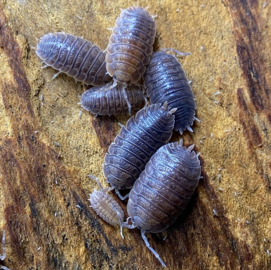 Porcellio dilatatus – Giant Canyon Isopods | Excellent Clean-Up Crew | Live Arrival Guarantee