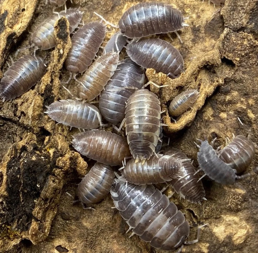Porcellio laevis – Party Mix Isopods | Mix of Milkback, Dairy Cow & Wild Type | Live Arrival Guarantee