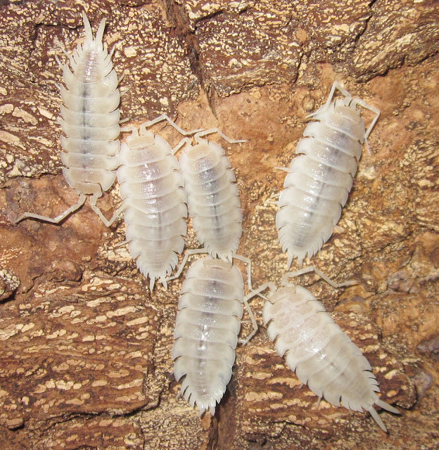 Porcellio hoffmanseggi – White Out Titans | All-White Morph of Huge Species | Live Arrival Guarantee