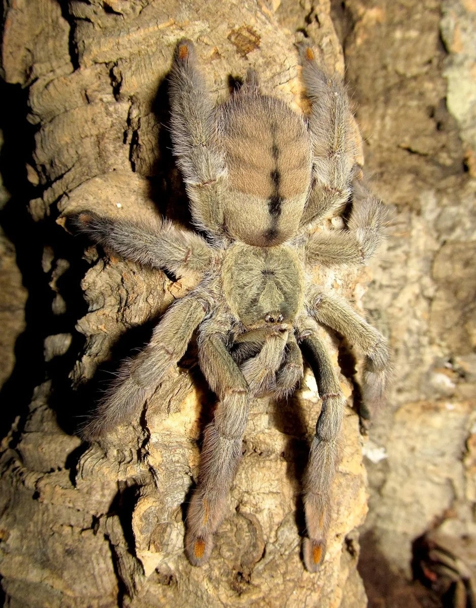 Psalmopoeus cambridgei – Trinidad Chevron Tarantula | Fast Arboreal Species | Live Arrival Guarantee
