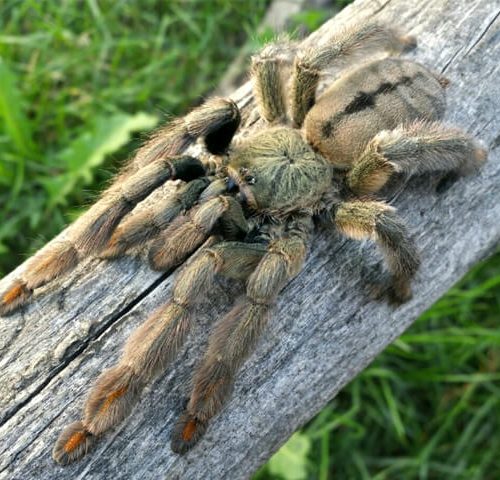 Psalmopoeus cambridgei – Trinidad Chevron Tarantula | Fast Arboreal Species | Live Arrival Guarantee