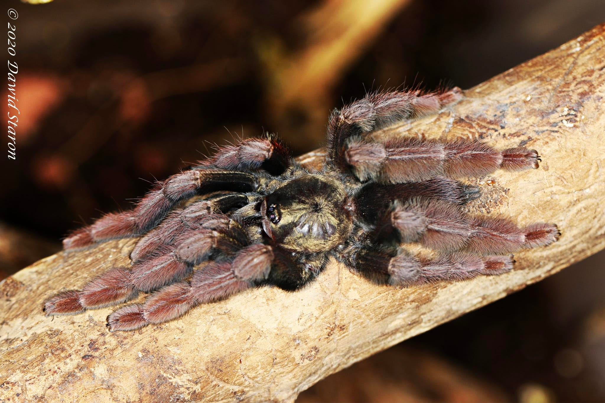 Psalmopeus ecclesiasticus – Rose Gold Tree Spider | Stunning Arboreal Tarantula | Live Arrival Guarantee