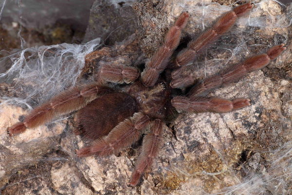 Psalmopeus ecclesiasticus – Rose Gold Tree Spider | Stunning Arboreal Tarantula | Live Arrival Guarantee