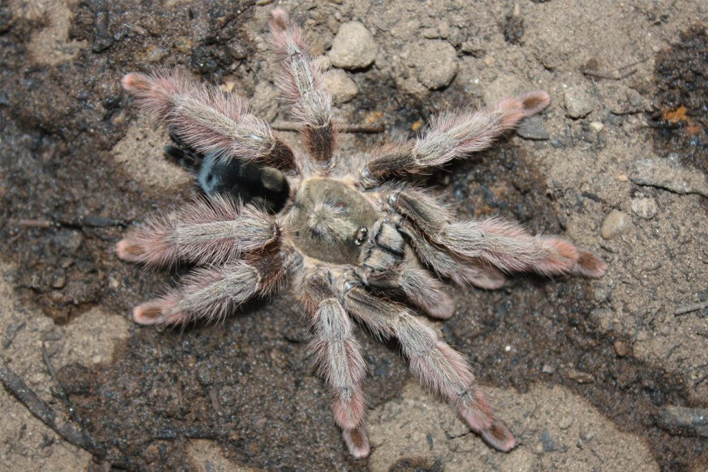 Psalmopoeus emeraldus – Emerald Chevron Tarantula | Green Chevron Beauty | Live Arrival Guarantee