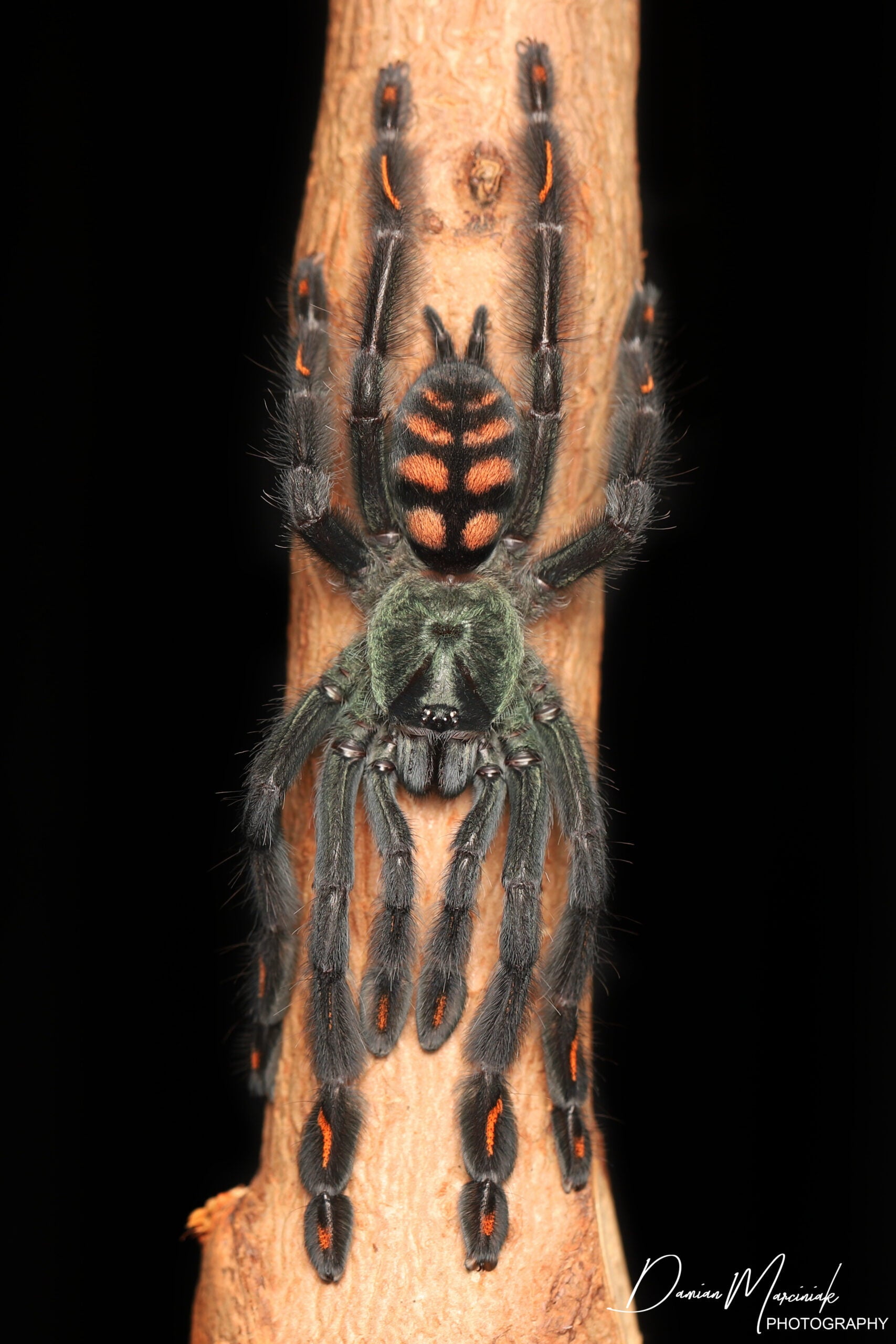 洋楽 Tarantula Poecilotheria Metallica - Gooty Sapphire Tarantula - For Sale
