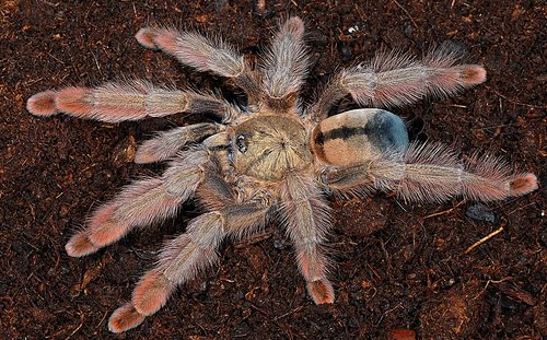 Psalmopoeus pulcher – Panama Blonde Tarantula | Stunning Arboreal Species | Live Arrival Guarantee
