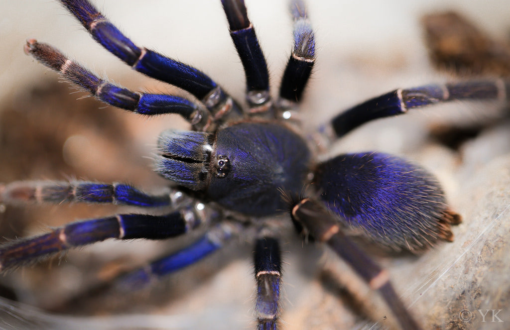 Psednocnemis brachyramosa – Malaysian Blue Femur Tarantula | Stunning Arboreal Species | Live Arrival Guarantee