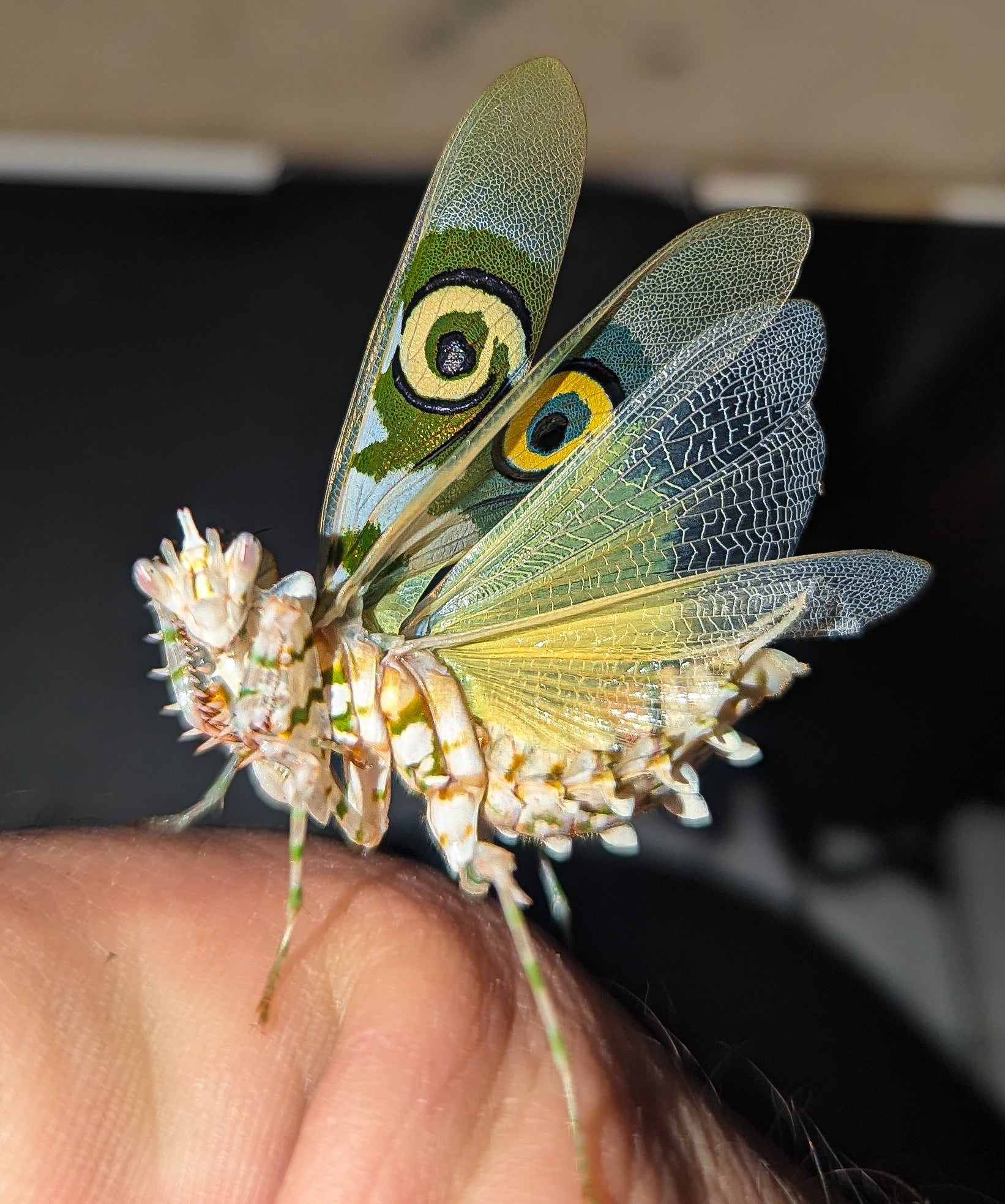 Pseudocreobotra wahlbergii - Spiny Flower Mantis for Sale | Live Arrival Guarantee