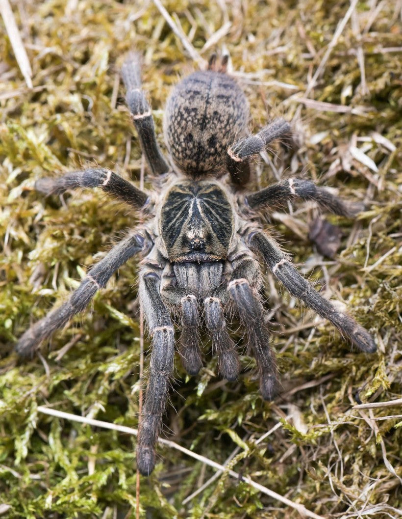 Pterinochilus chordatus – Kilimanjaro Mustard Baboon Tarantula | Golden African Fury | Live Arrival Guarantee