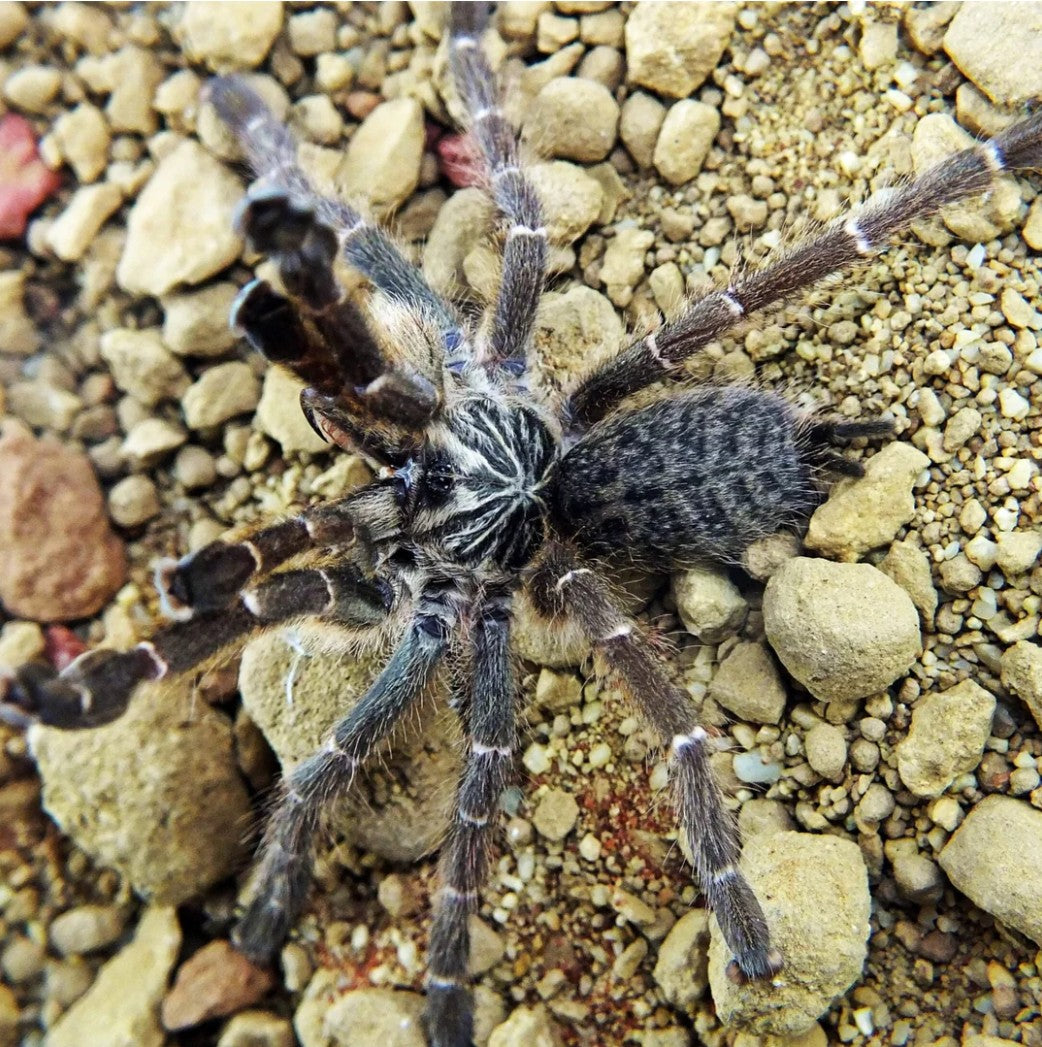 Pterinochilus murinus 'Kigoma' – Kigoma OBT | Dark Baboon Beauty | Live Arrival Guarantee