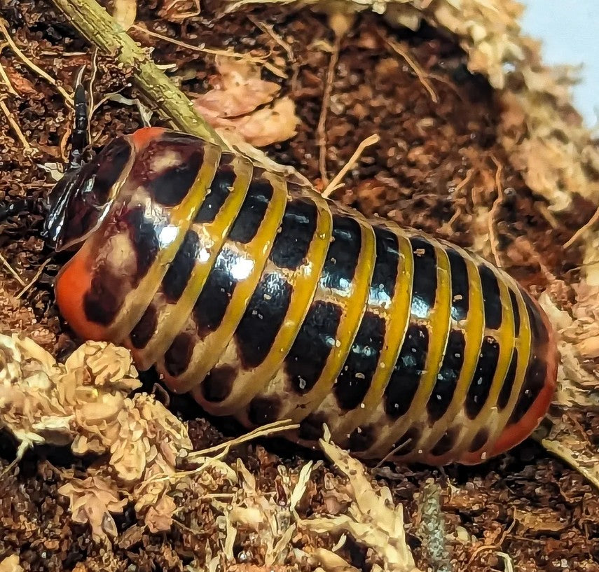 Rhopalomeris carnifex – Rainbow Candy Pill Millipede | Stunning Multi-Colored Rolling Species | Live Arrival Guarantee