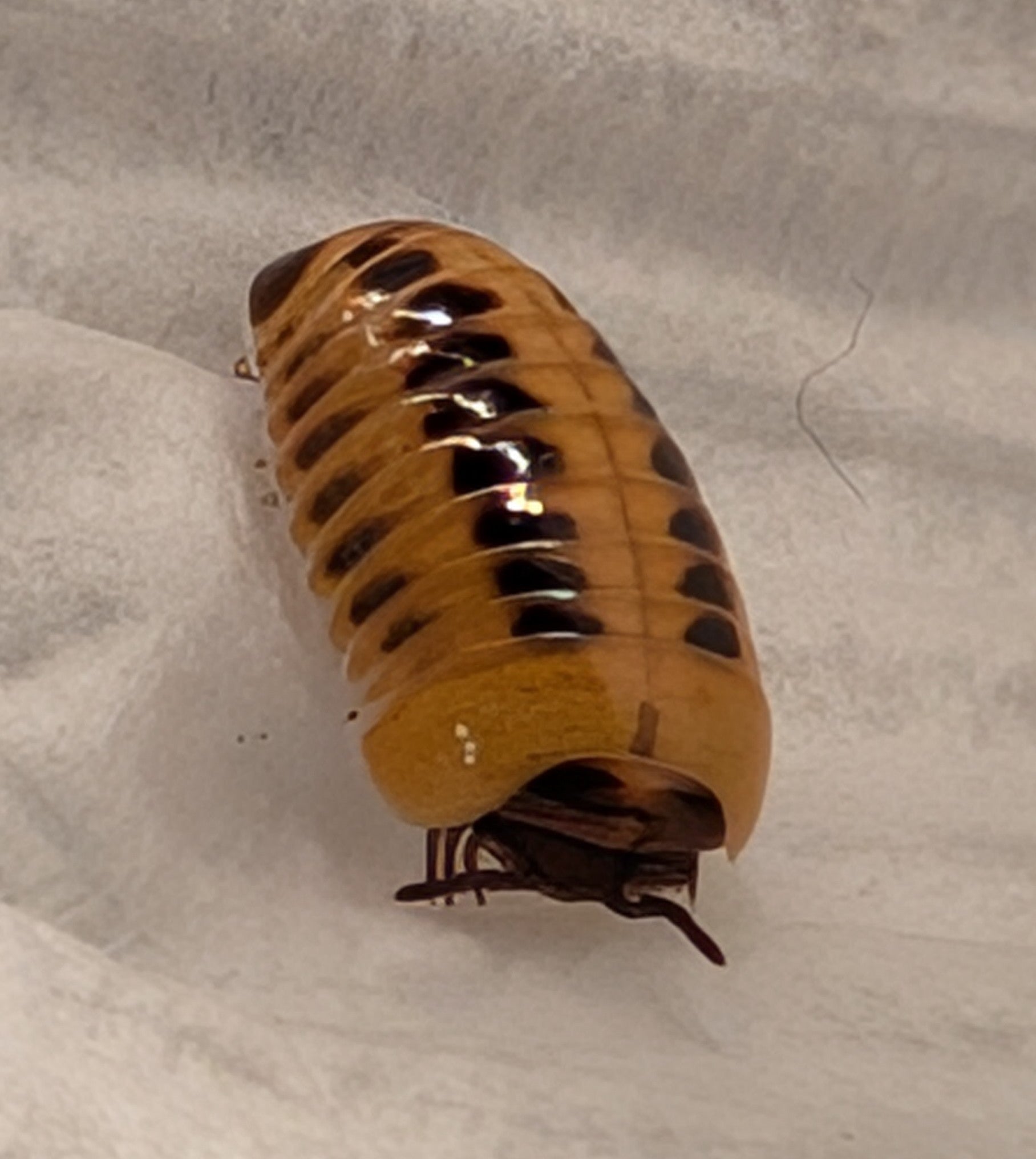 Rhopalomeris aff Carnifex – Dwarf Striped Candy Corn Pill Millipede | Beautiful Rolling Species | Live Arrival Guarantee