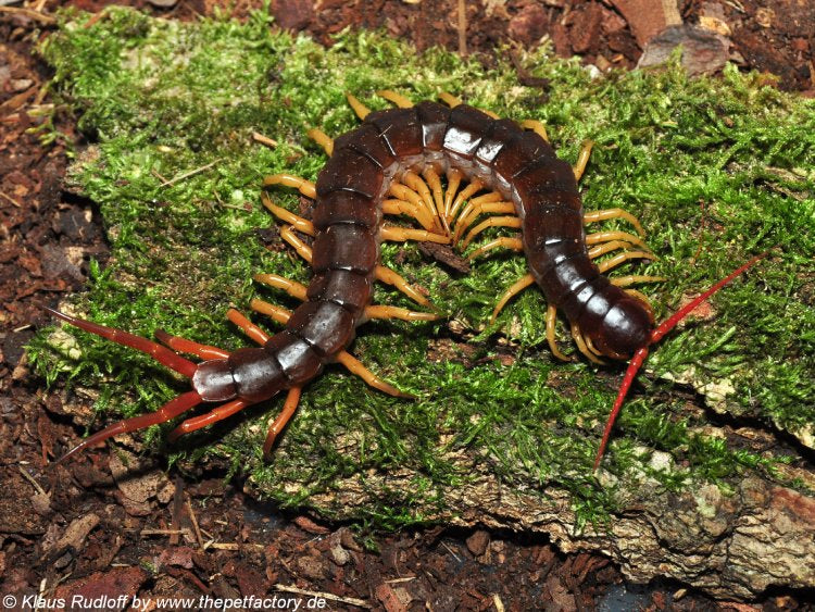 Scolopendra dehaani – Vietnamese Yellow Leg Centipede | Stunning Asian Species | Live Arrival Guarantee