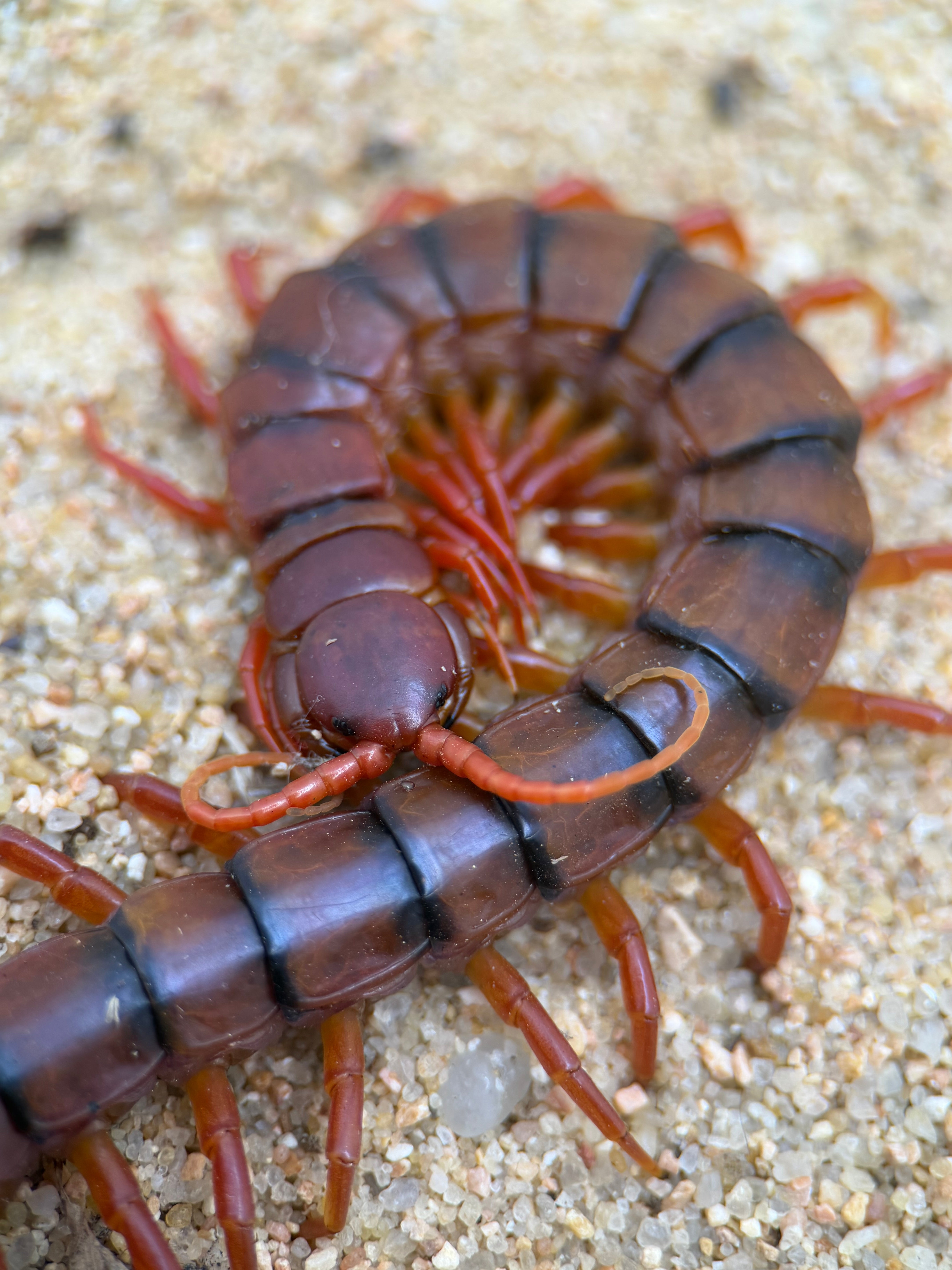 Malaysian Cherry Red Centipede for Sale – Scolopendra dehaani