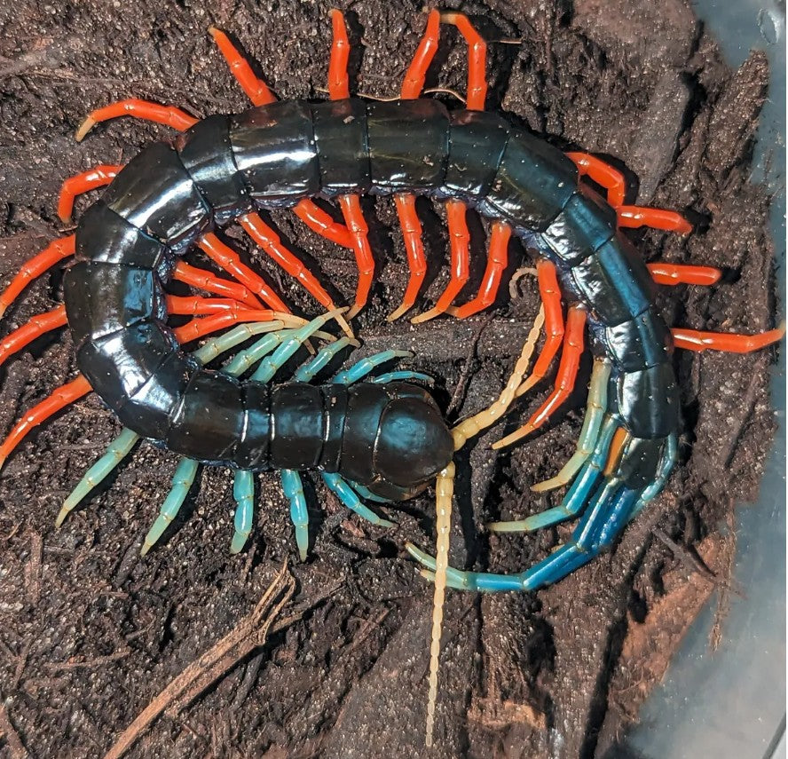Scolopendra sp. 'Malaysian Jewel' – Malaysian Jewel Centipede | Tri-Color Giant Centipede | Live Arrival Guarantee