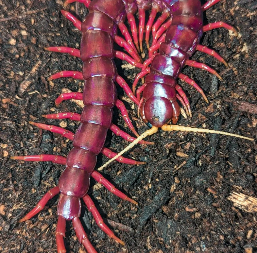 Scolopendra sp. 'Sumatran Purple' – Sumatran Purple Centipede | Purple Giant | Red Rosie | Live Arrival Guarantee