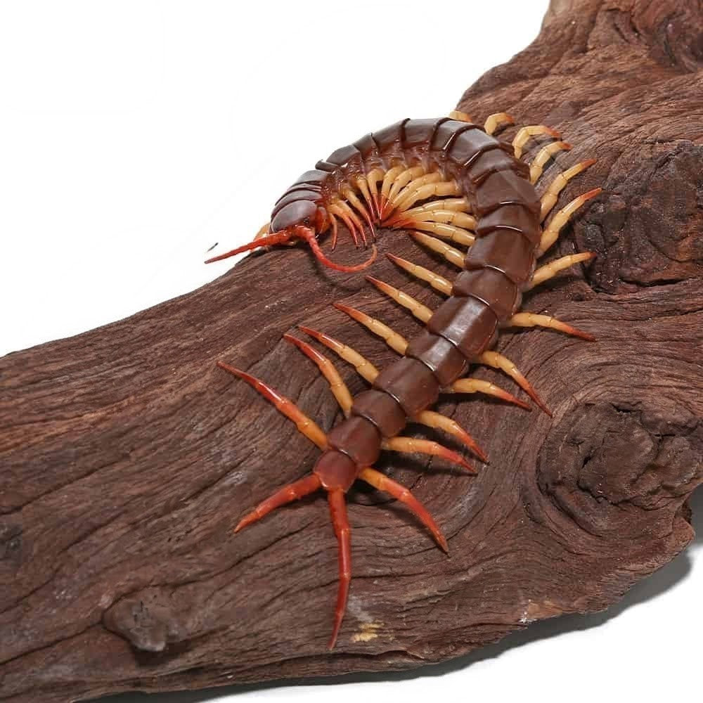 Scolopendra sp. Thai Red Flame – Thai Red Flame Centipede | Vivid Red Scolopendrid | Live Arrival Guarantee