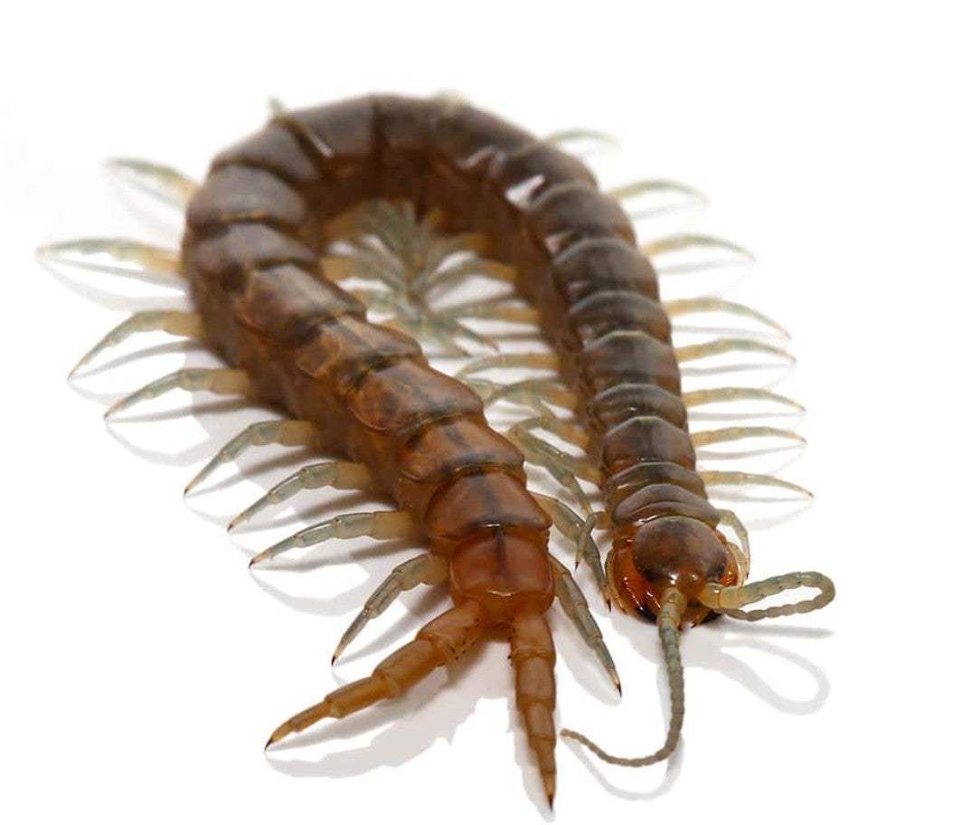 Scolopendra viridis – Arizona Blue Centipede | Native Desert Predator | Live Arrival Guarantee