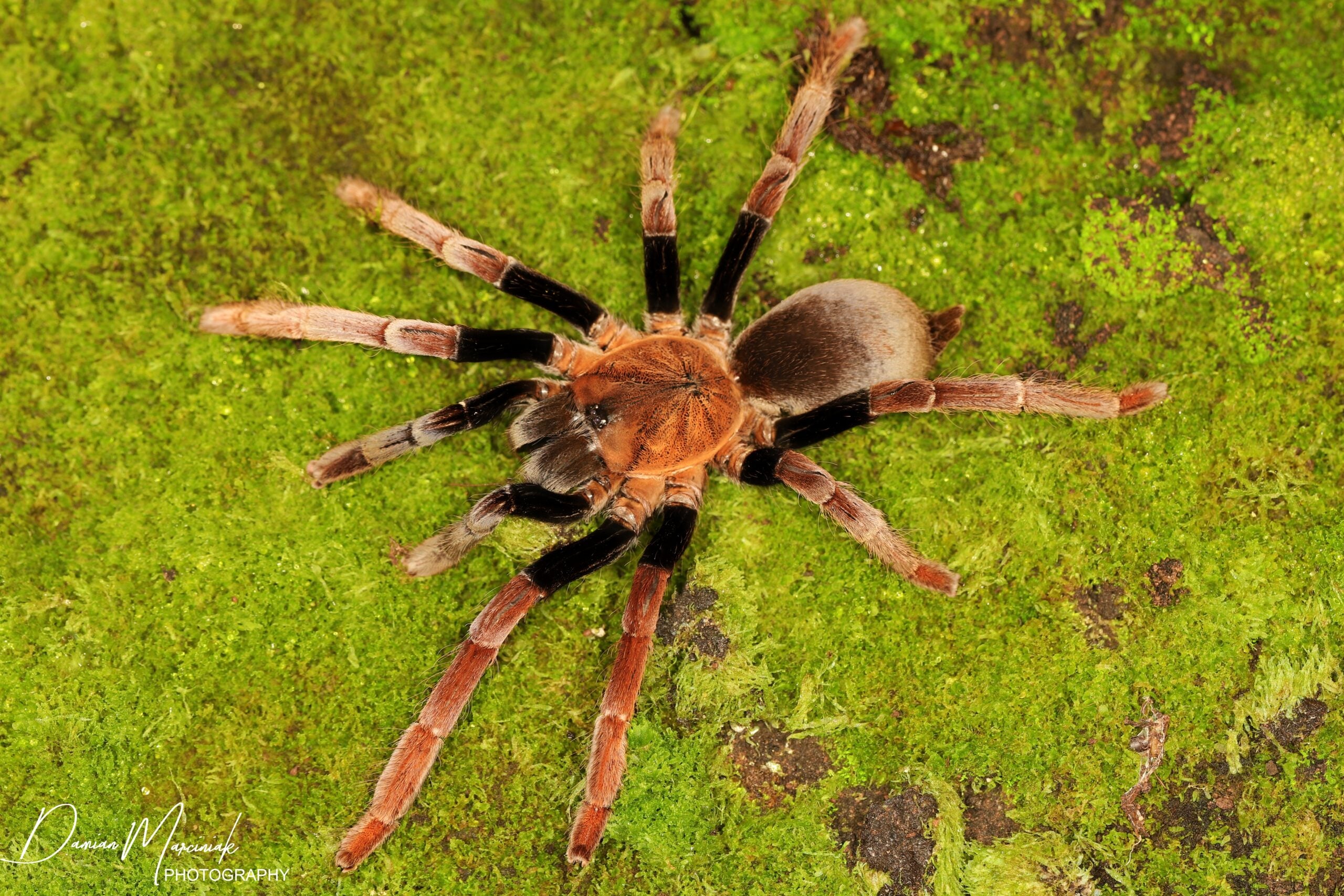 Selenocosmia arndsti – New Guinea Rust Orange Tarantula | Rare Asian Species | Live Arrival Guarantee
