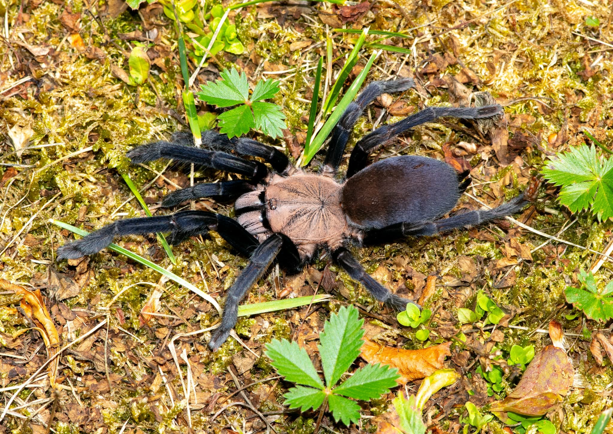 Selenocosmiinae sp. Kordillera – Kordillera Earth Tiger | Rare Asian Fossorial Tarantula | Live Arrival Guarantee