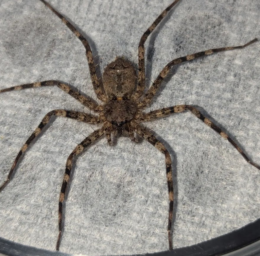 Selenops radiatus – Tomb Crawler Spider | Fascinating Flattened Species | Live Arrival Guarantee