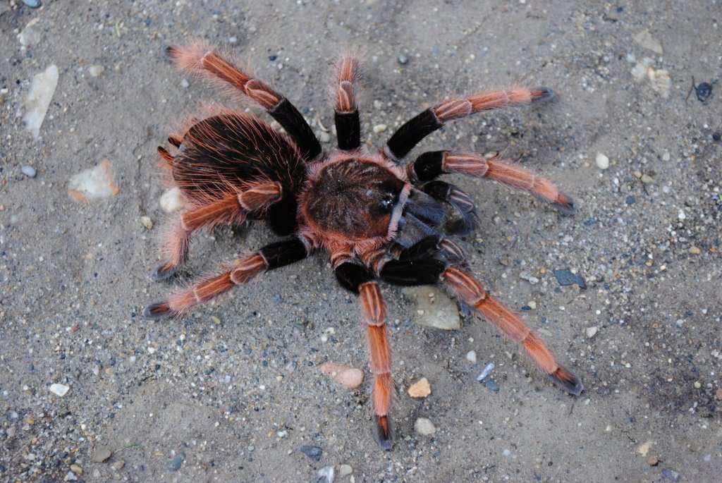 Sericopelma sp Santa Catalina – Latin Flame Leg Tarantula | Fiery Central American Giant | Live Arrival Guarantee
