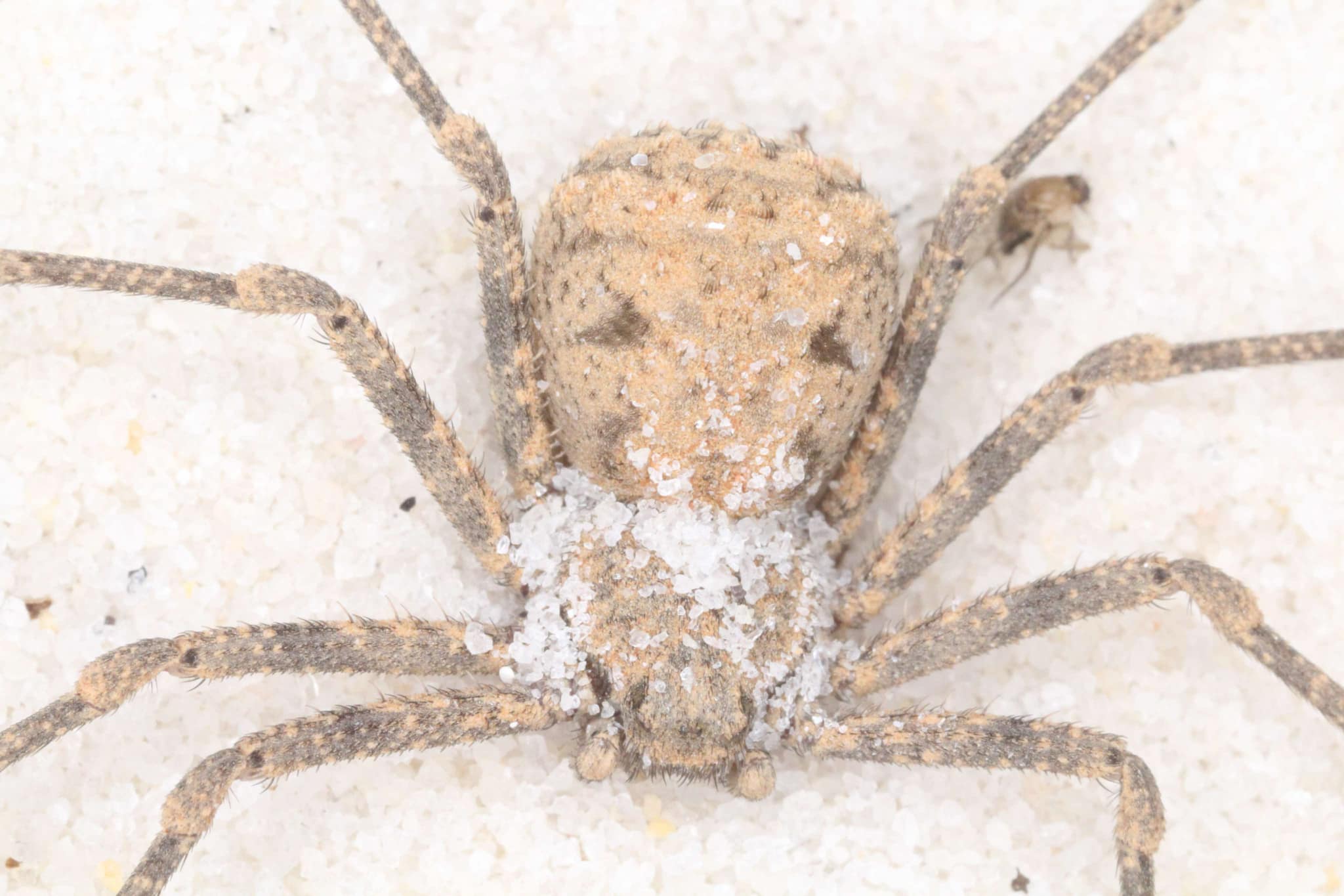 Sicarius gracilis – Ecuadorian Six Eyed Sand Spider | Rare Ambush Predator | Live Arrival Guarantee