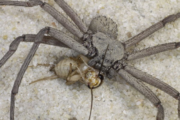 Sicarius thomisoides – Chilean Six Eyed Sand Spider | Rare Ambush Predator | Live Arrival Guarantee