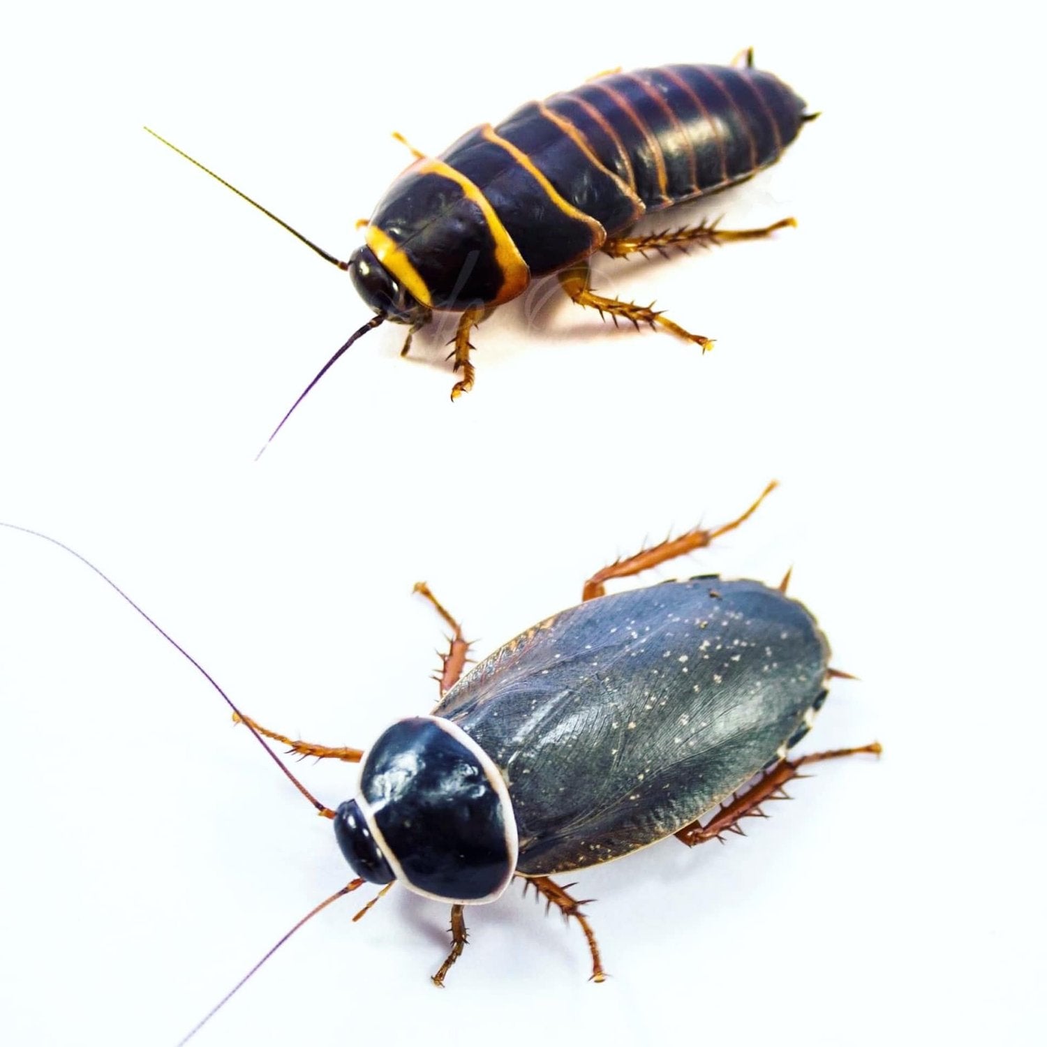 Simandoa conserfarium – Extinct Roach | Extinct in the Wild | Live Arrival Guarantee