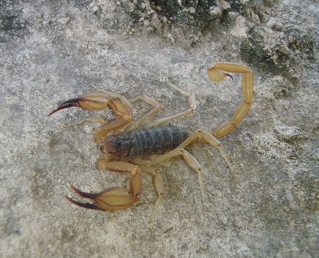 Smeringurus vachoni vachoni – Vachon's Rock Scorpion | Live Arrival Guarantee