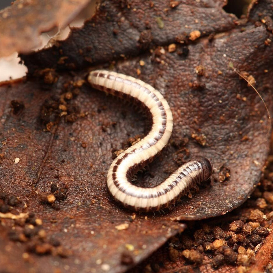 Spirobollelus immigrans – Maui Skunk Striped Millipede | Glows Under Blacklight | Live Arrival Guarantee