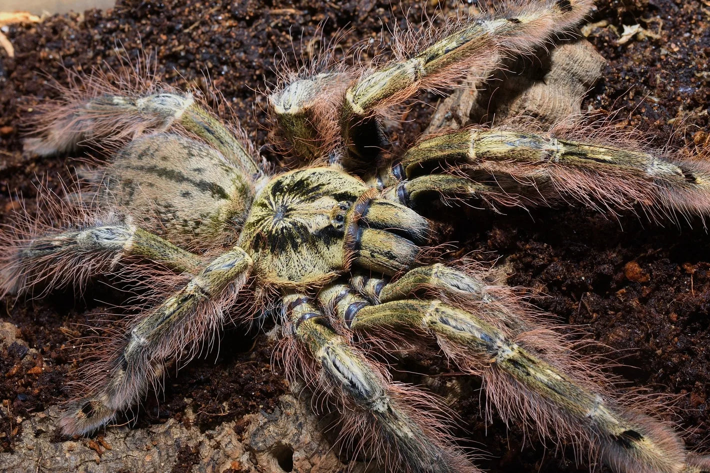 Stromatopelma calceatum – Featherleg Baboon Tarantula | Old World Arboreal | Live Arrival Guarantee