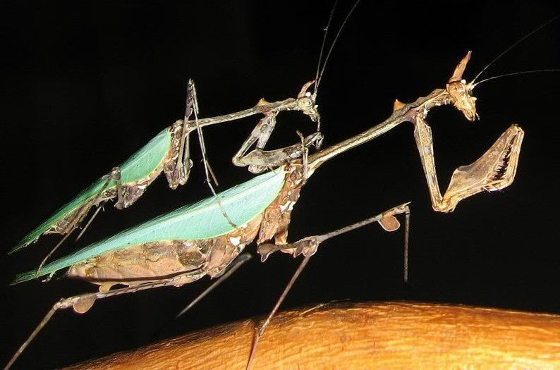 Sybilla pretiosa - African Cryptic Mantis for Sale | Live Arrival Guarantee