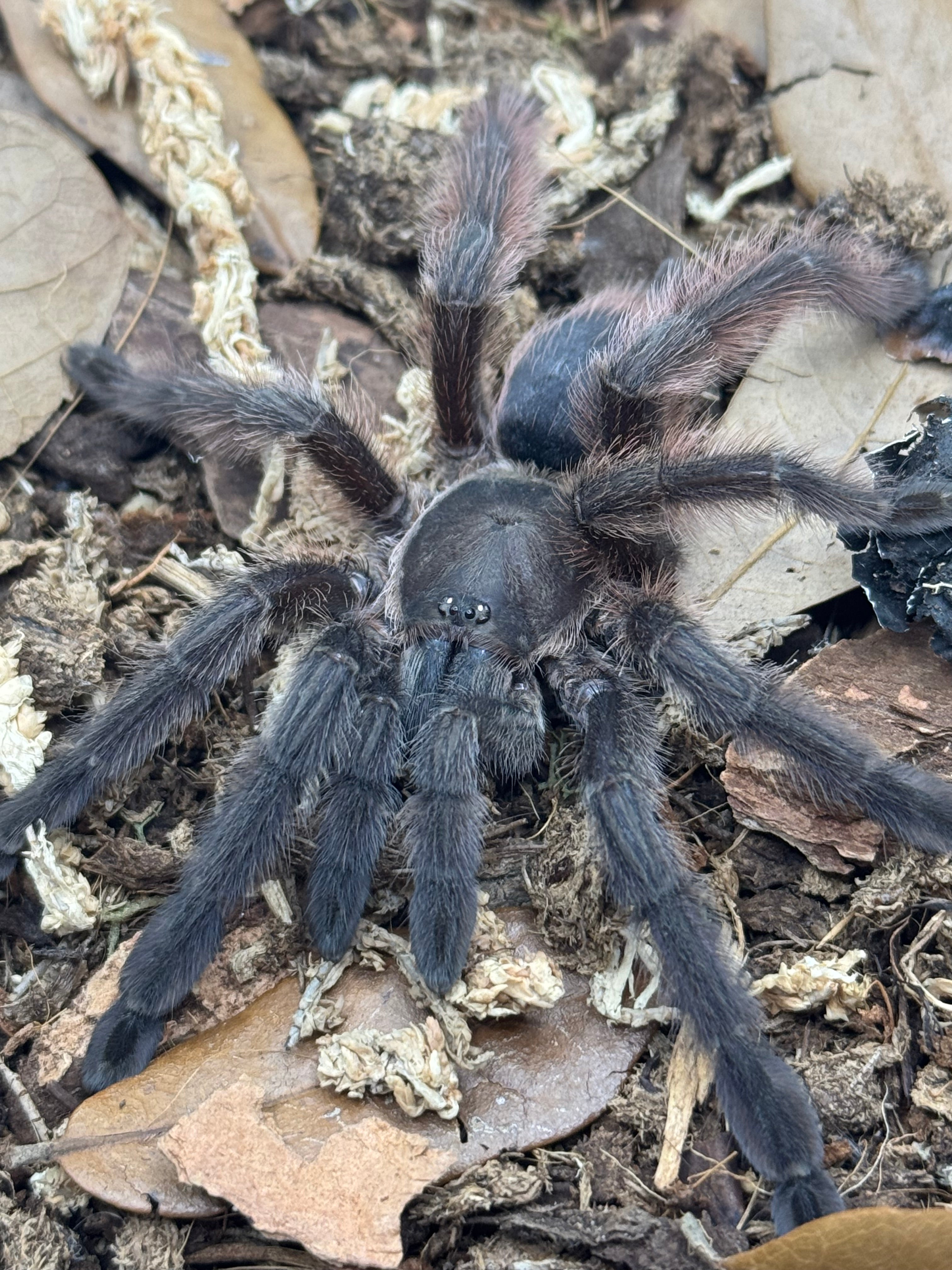 Tapinauchenius sanctivincenti – Saint Vincent's Tree Spider | Rare Caribbean Arboreal Species | Live Arrival Guarantee