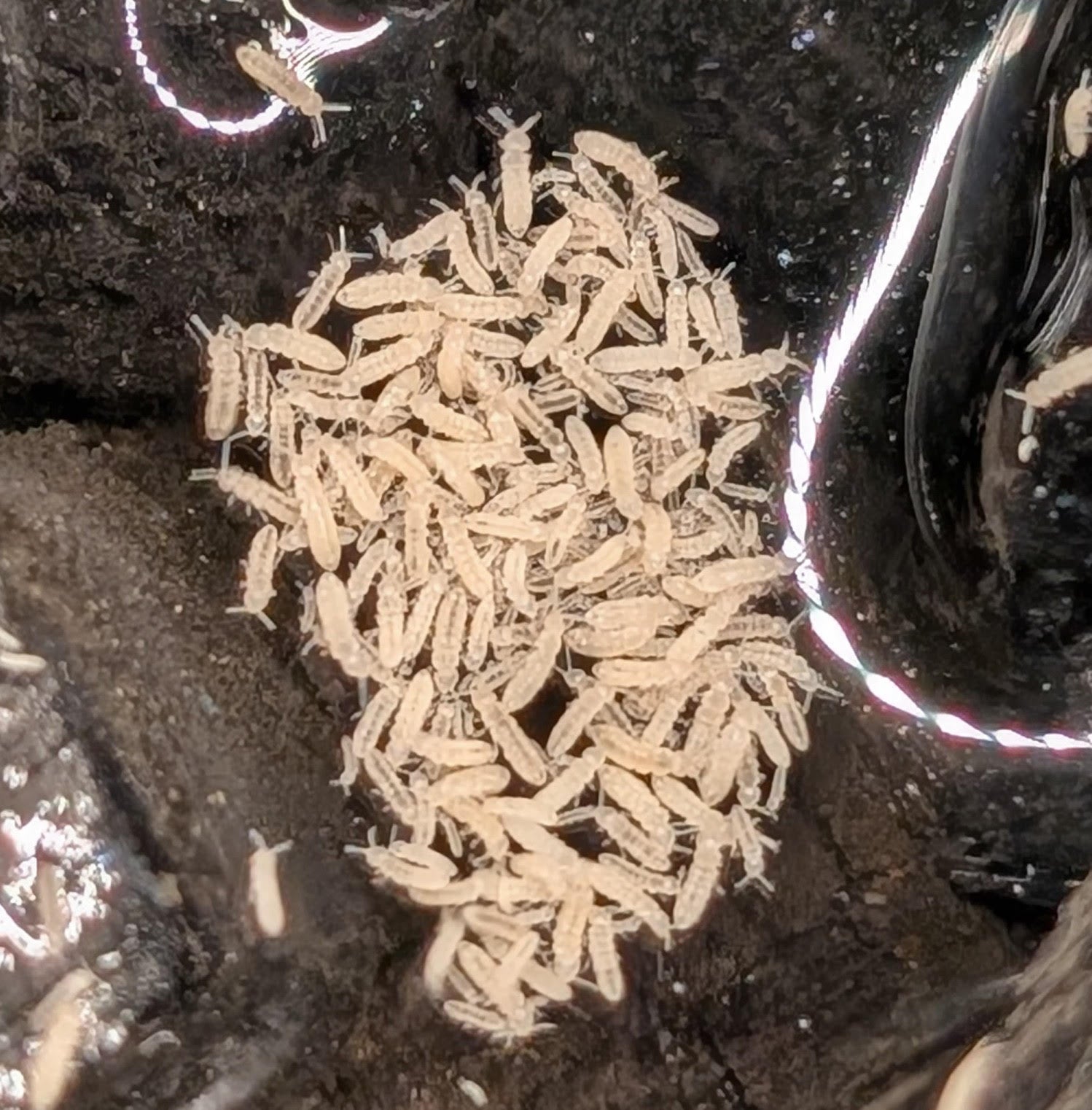 Temperate Springtails – Shipped on Moss | Bioactive Cleanup Crew | Live Arrival Guarantee