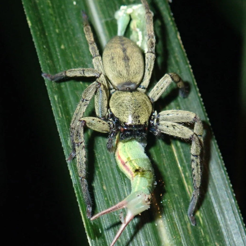 Thelcticopis severa – Green Huntsman Spider | Cryptic Flat Hunter | Live Arrival Guarantee