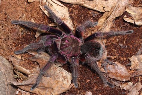 Theraphosa apophysis – Pink Footed Goliath Birdeater | Massive New World Species | Live Arrival Guarantee