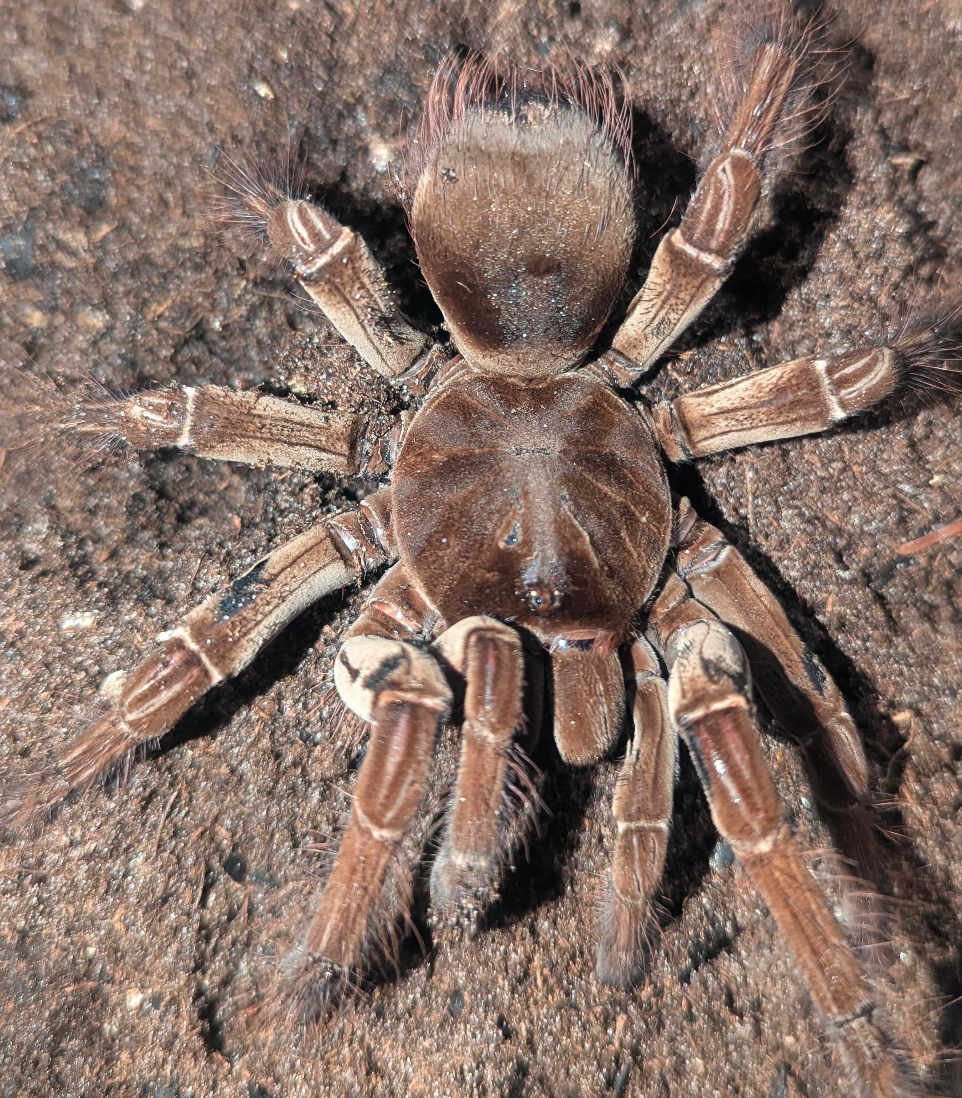 Theraphosa stirmi – Burgundy Goliath Birdeater | Massive New World Species | Live Arrival Guarantee