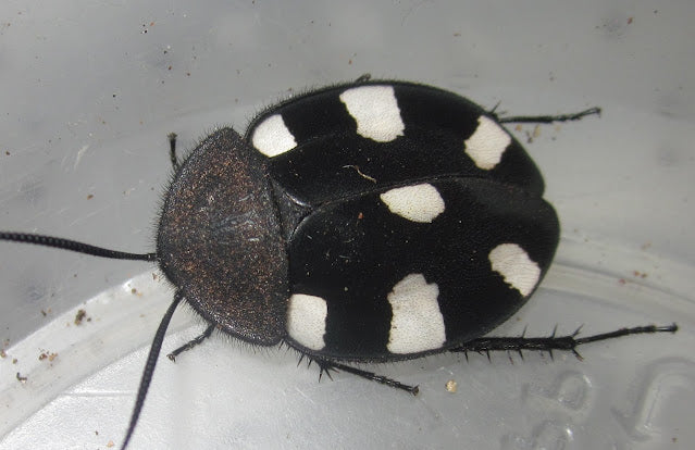 Therea bernhardti – Domino Roach | Classic Beauty Roach | Live Arrival Guarantee