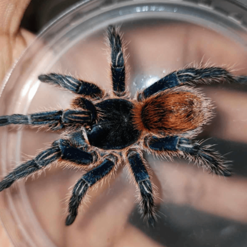 Thrixopelma cyaneolum RCF – Cobalt Red Rump 'Red Color Form' | Stunning Peruvian Species | Live Arrival Guarantee