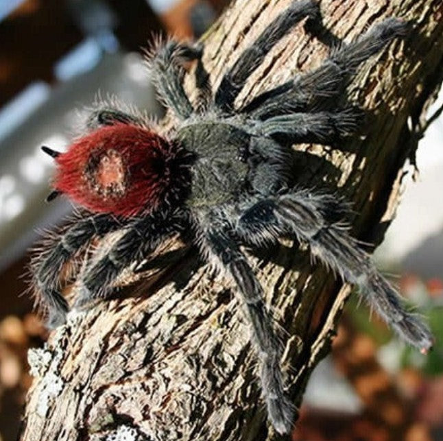 Peruvian Flame Rump Tarantula for Sale – Thrixopelma ockerti