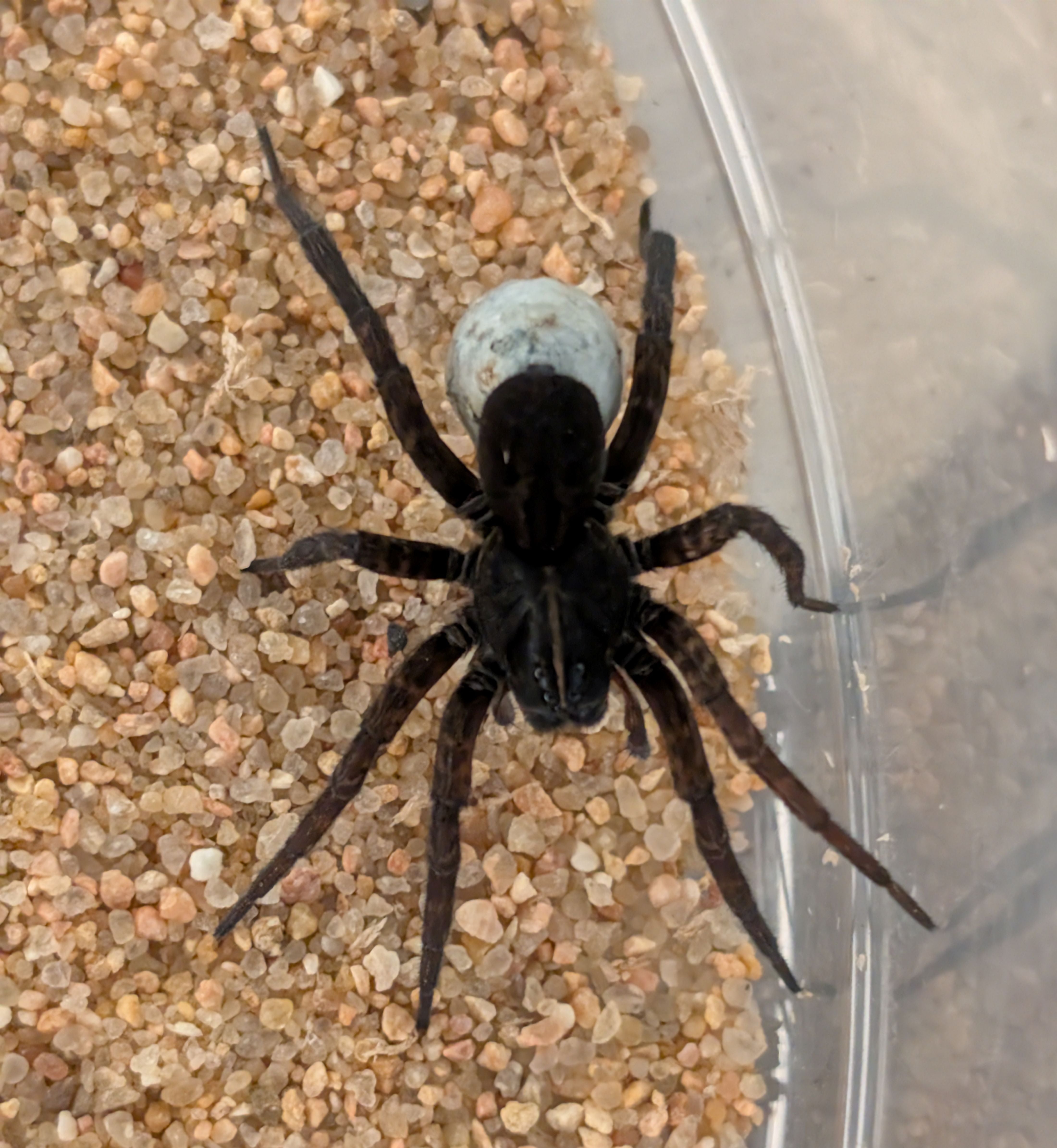 Tigrosa helluo DCF – Venta Black Wolf Spider | Dark Color Form | Live Arrival Guarantee