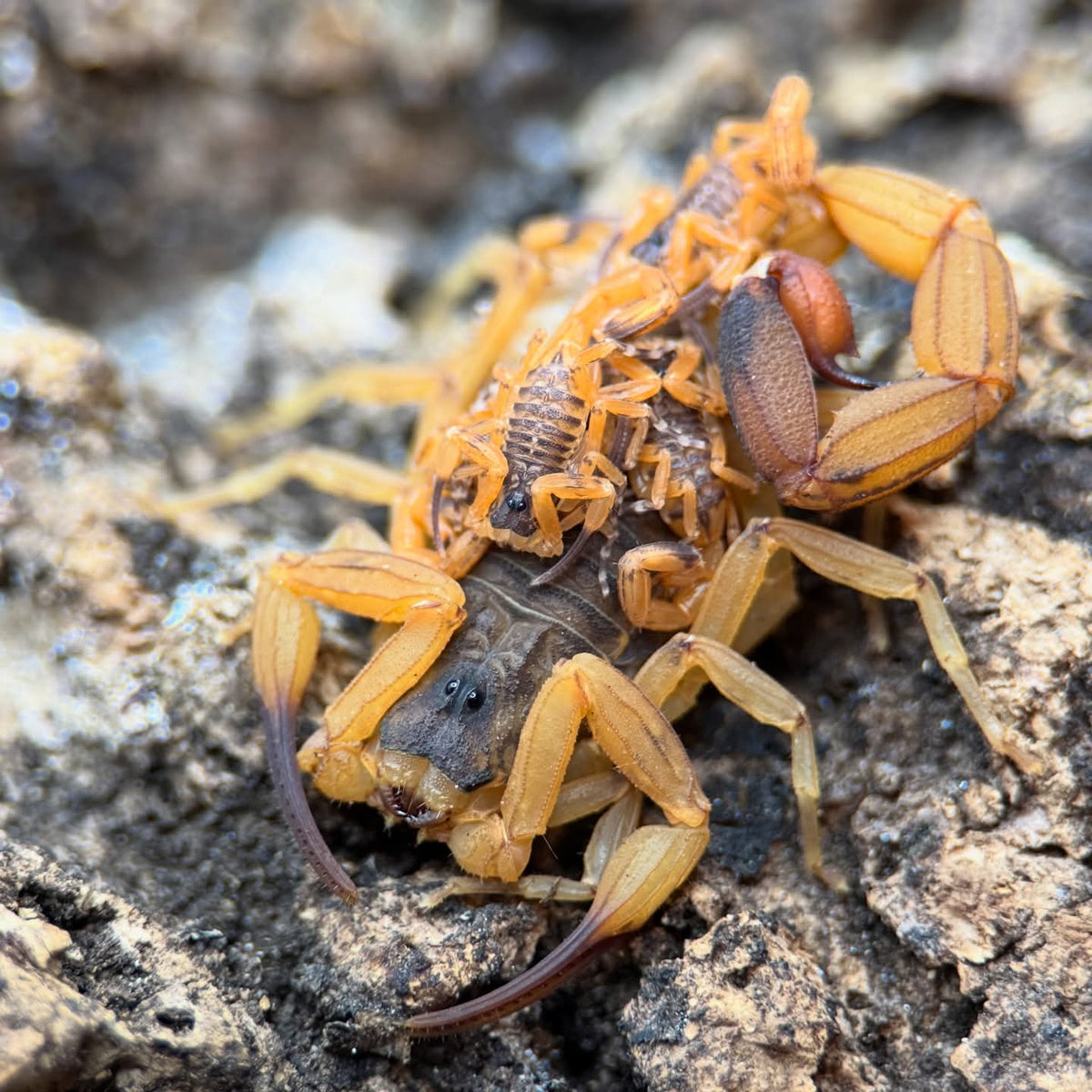 Tityus serrulatus – Brazilian Yellow Scorpion | Communal & Parthenogenic | Live Arrival Guarantee