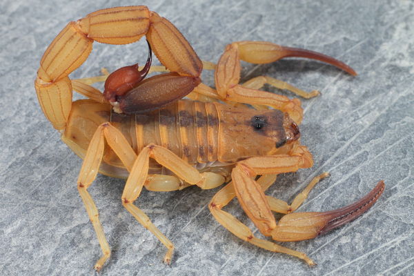 Tityus stigmurus – Brazilian Scorpion | Communal & Parthenogenic | Live Arrival Guarantee