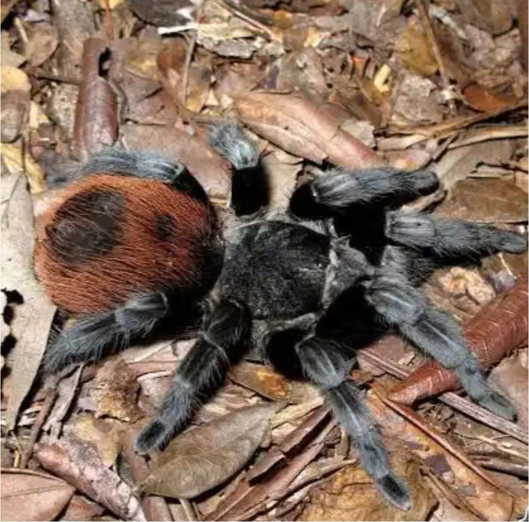 Tliltocatl epicureanus – Yucatan Rust Rump Tarantula | Beginner-Friendly Mexican Species | Live Arrival Guarantee
