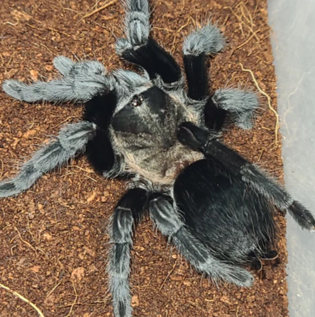Tliltocatl schroederi – Mexican Black Velvet Tarantula | Velvety Black New World Species | Live Arrival Guarantee