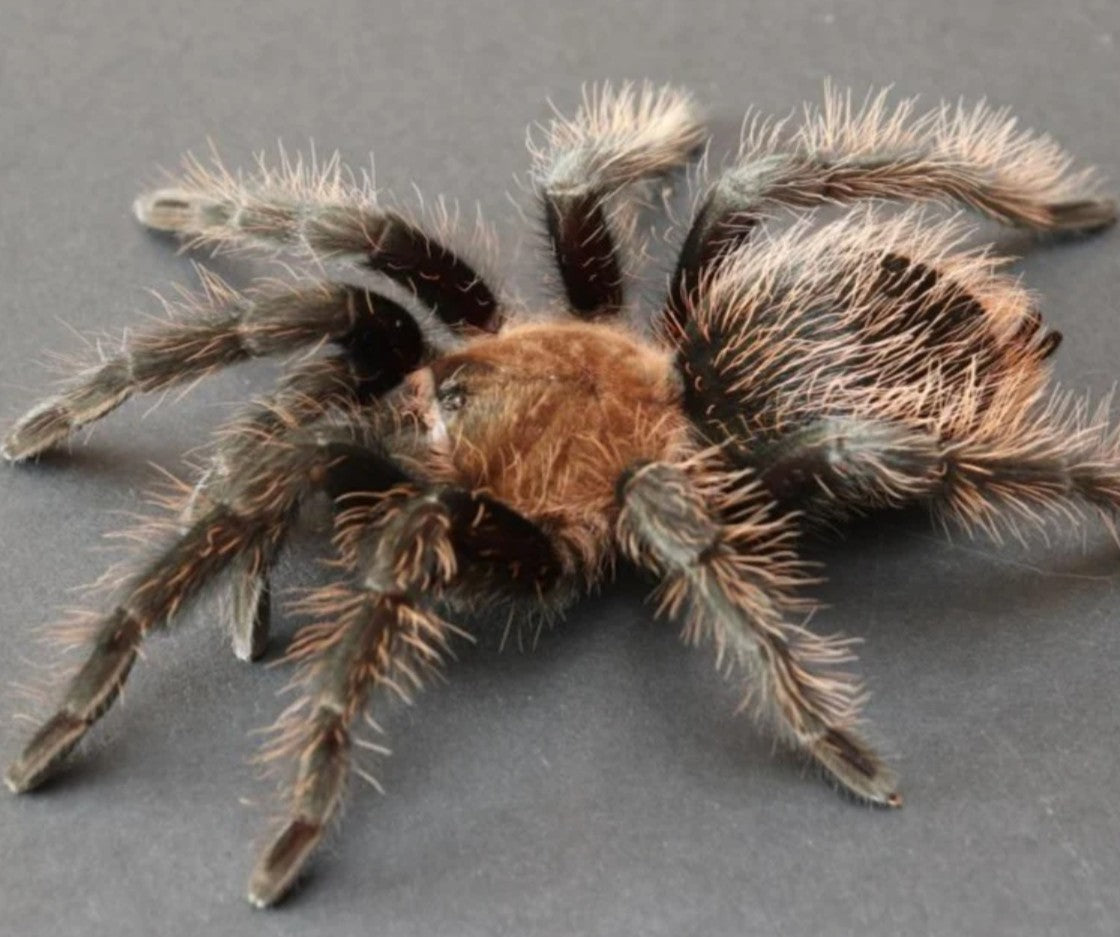 Tliltocatl verdezi – Mexican Rose Grey Tarantula | Rare Mexican Velvet Beauty | Live Arrival Guarantee